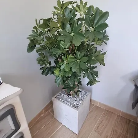 Apartment Le Funchal #clim#terrasse *